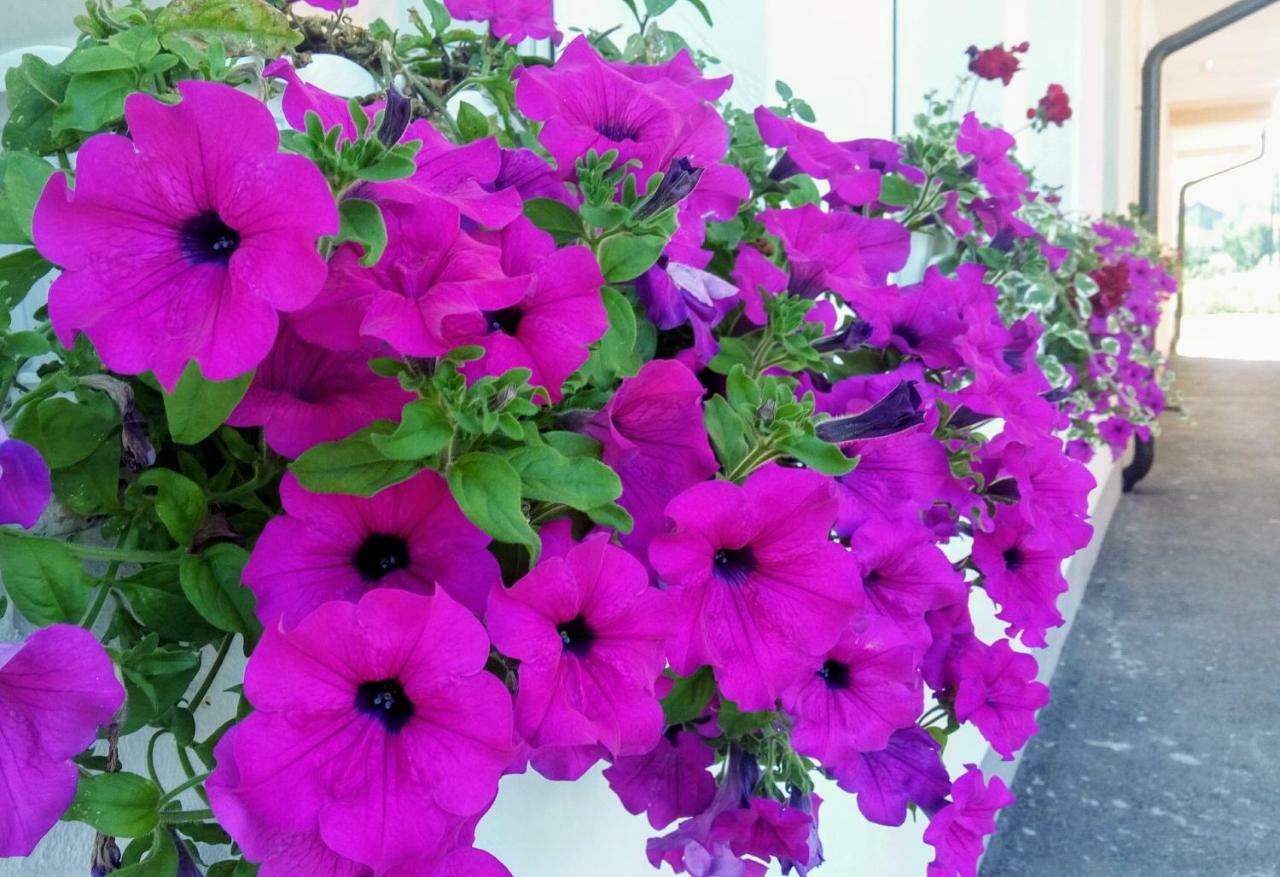 ויסוקו Apartments&Rooms Mido מראה חיצוני תמונה